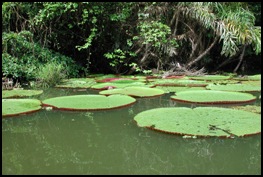 43---giant-water-lilies
