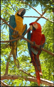 macaws