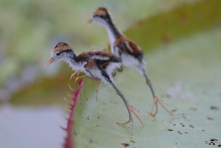 jacanas